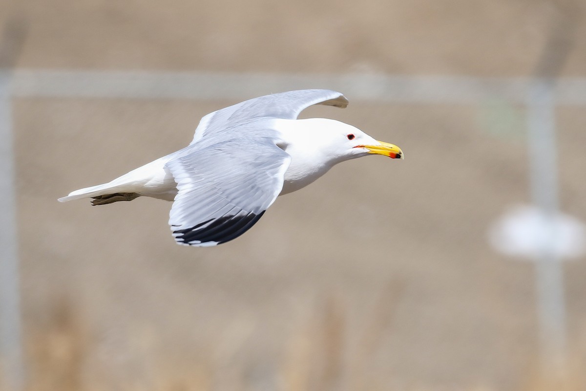 California Gull - Ethan Denton