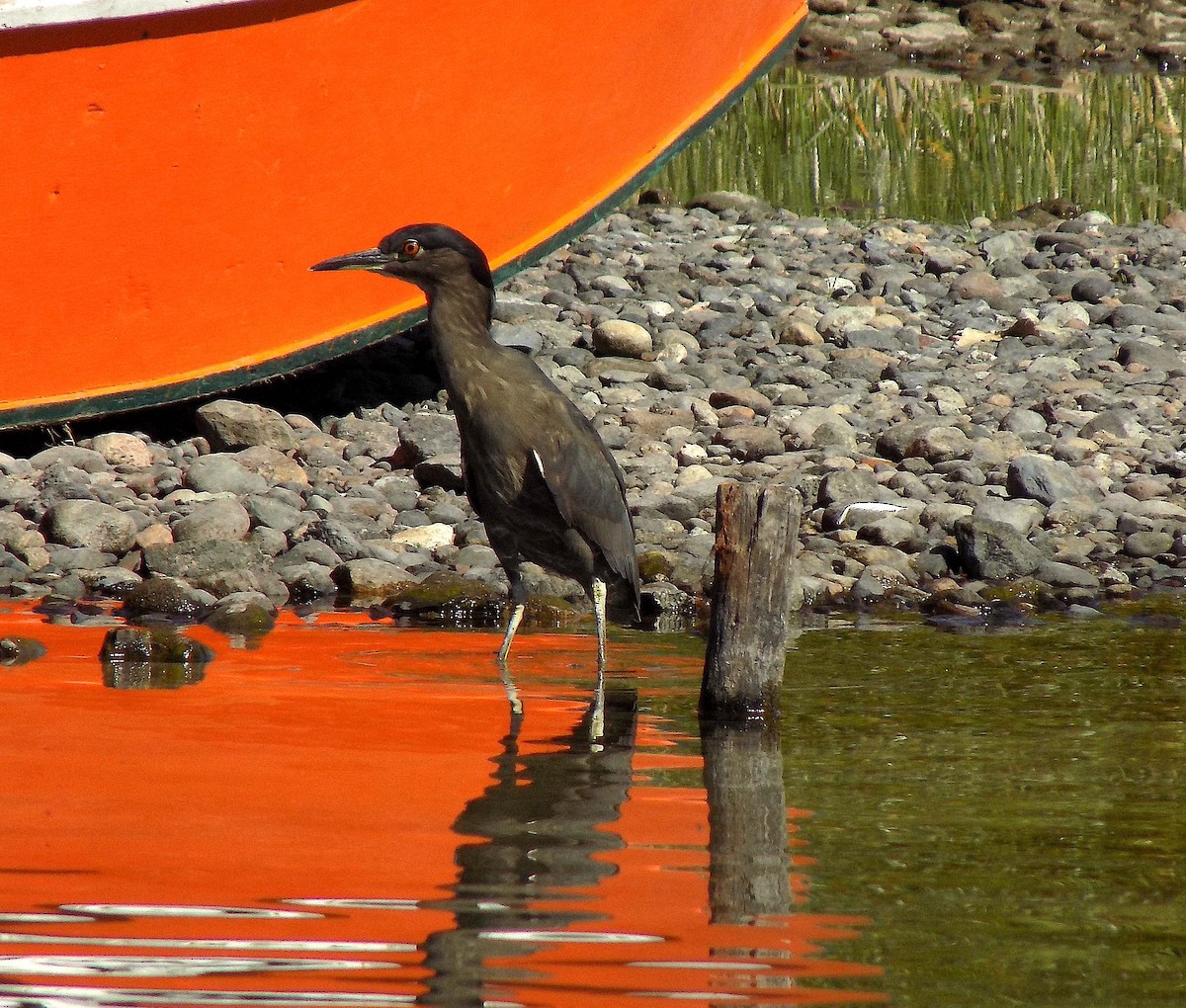 Black-crowned Night Heron - ML322316271