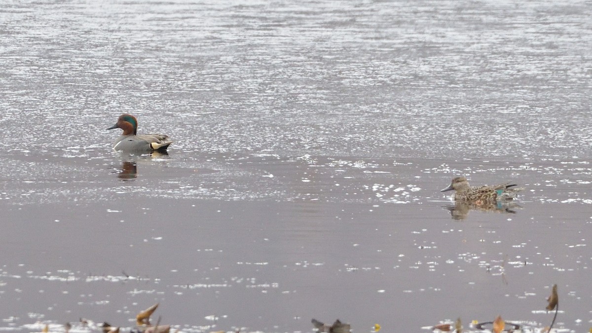 Green-winged Teal - ML322317811