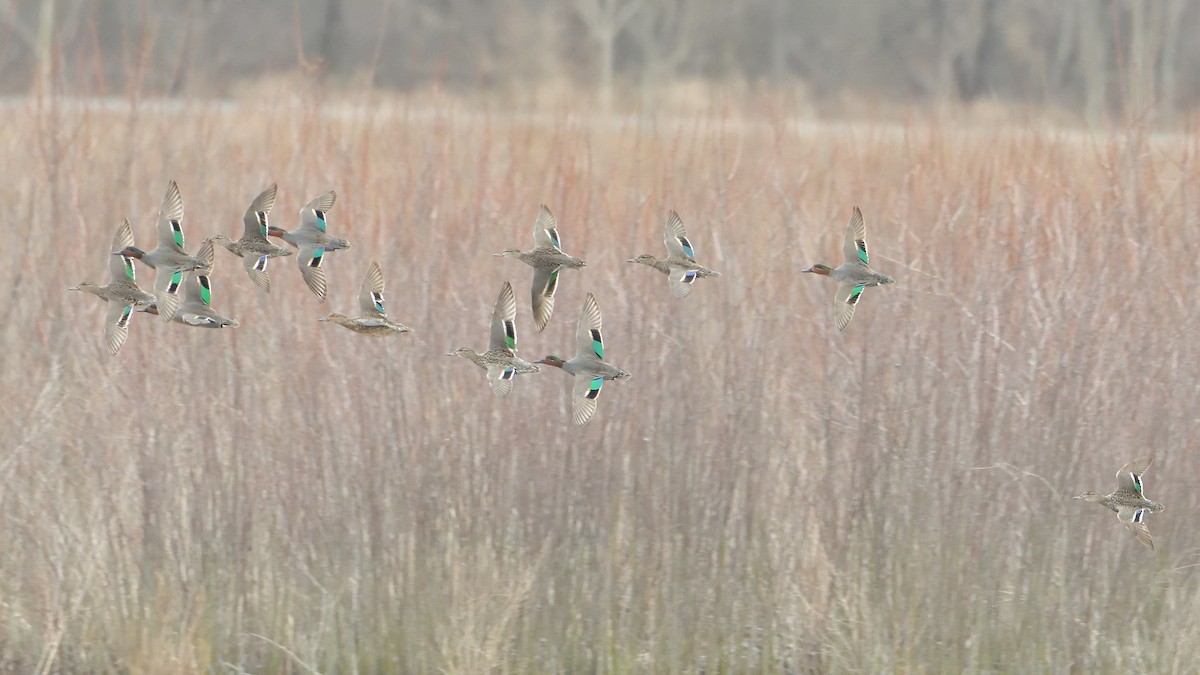 Green-winged Teal - ML322317821