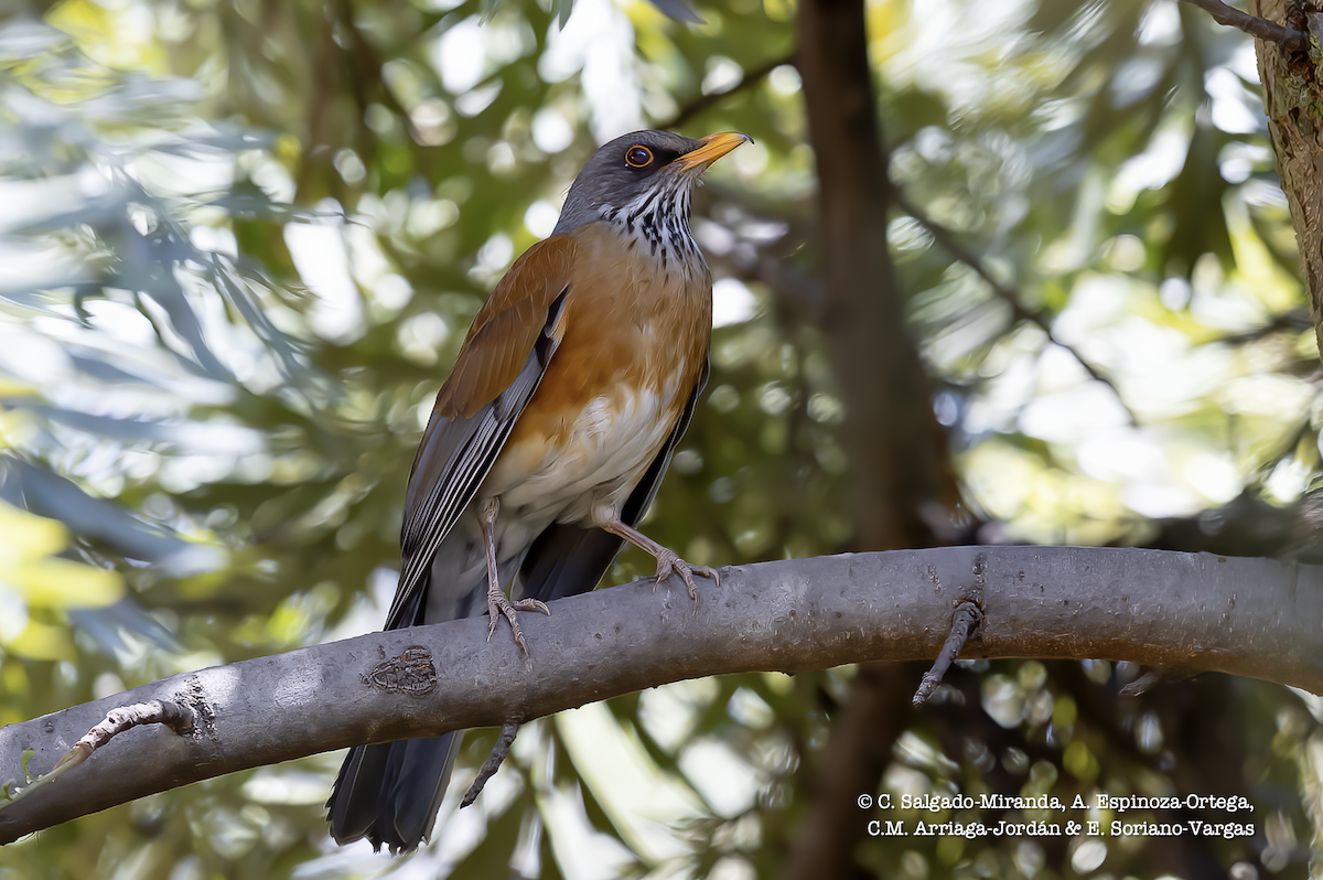 Rufous-backed Robin - ML322319021