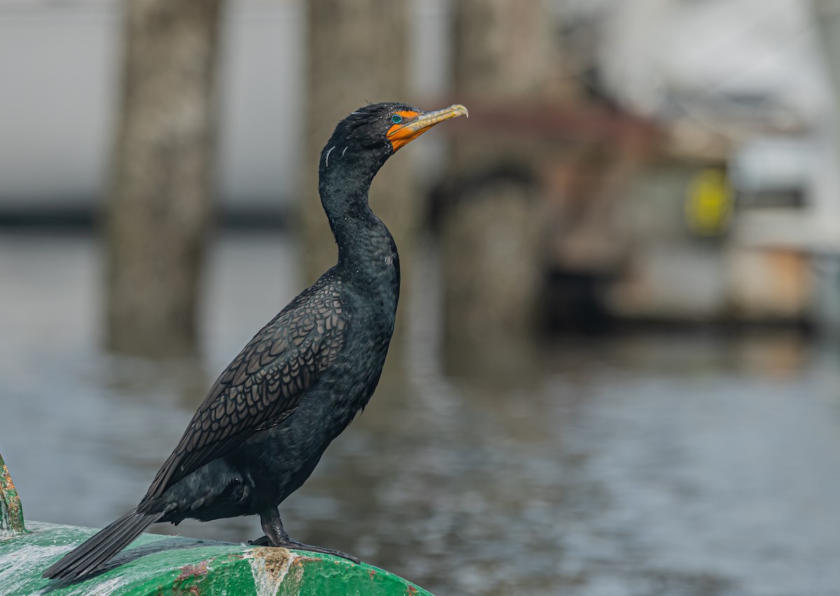 Double-crested Cormorant - Sunny Zhang