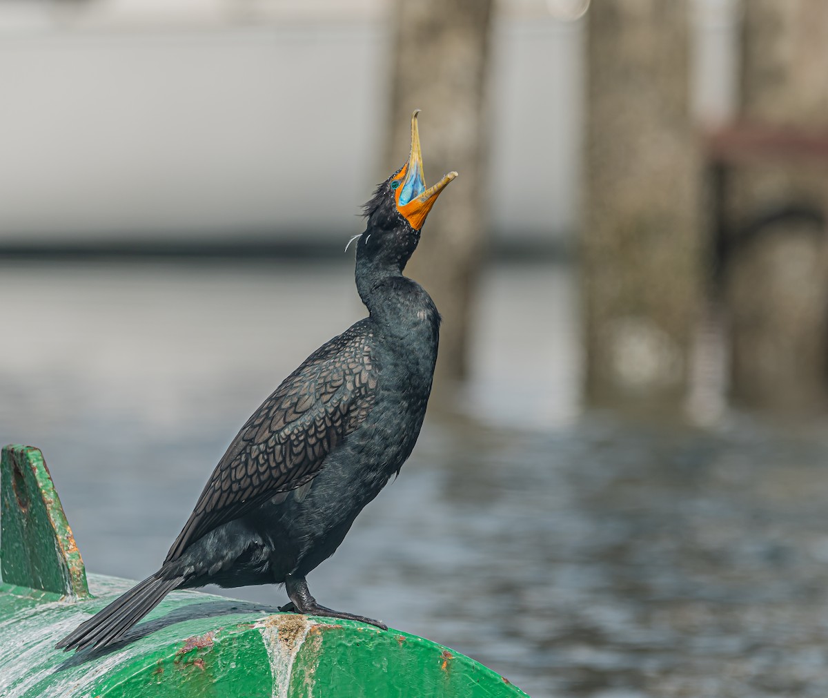 Double-crested Cormorant - ML322320071