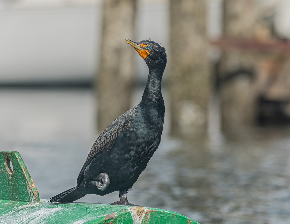 Double-crested Cormorant - Sunny Zhang
