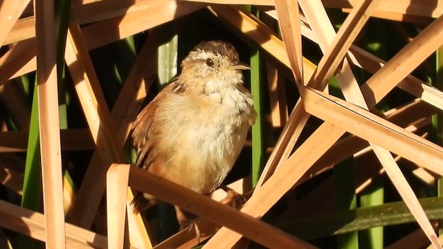 Marsh Wren - ML322321181