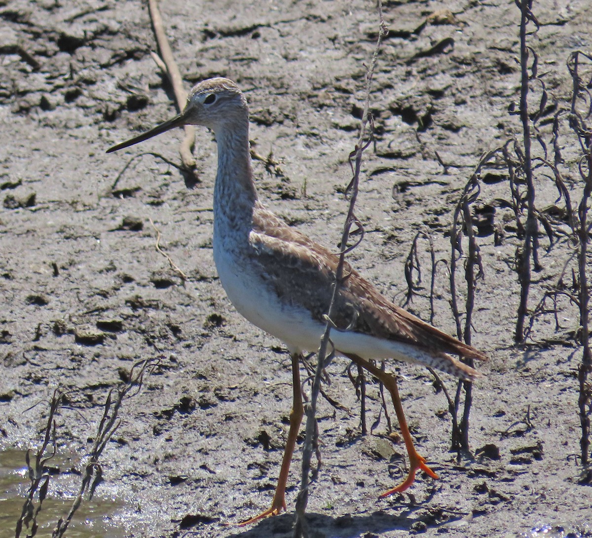 Greater Yellowlegs - ML322322501