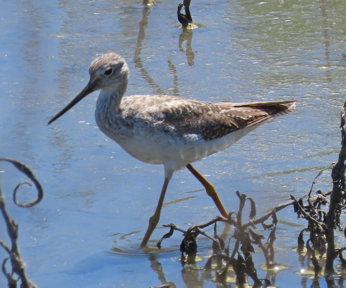 Greater Yellowlegs - ML322322591