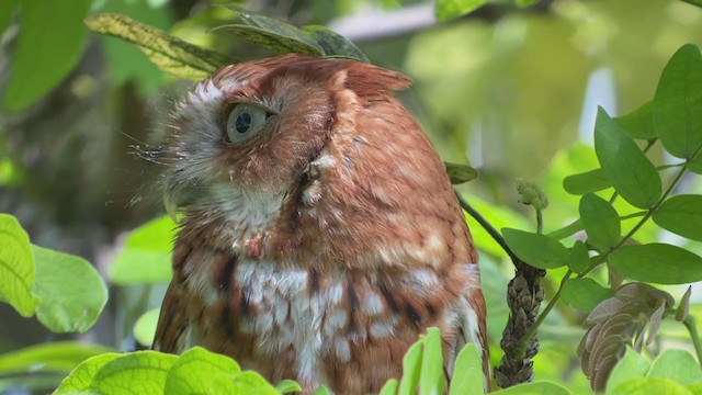 Eastern Screech-Owl - ML322323281