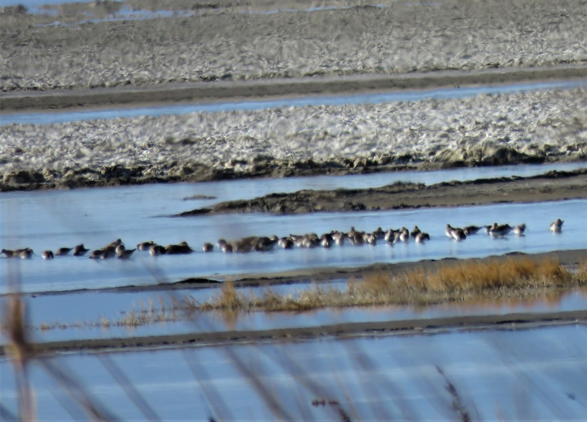 Dunlin - ML322323781