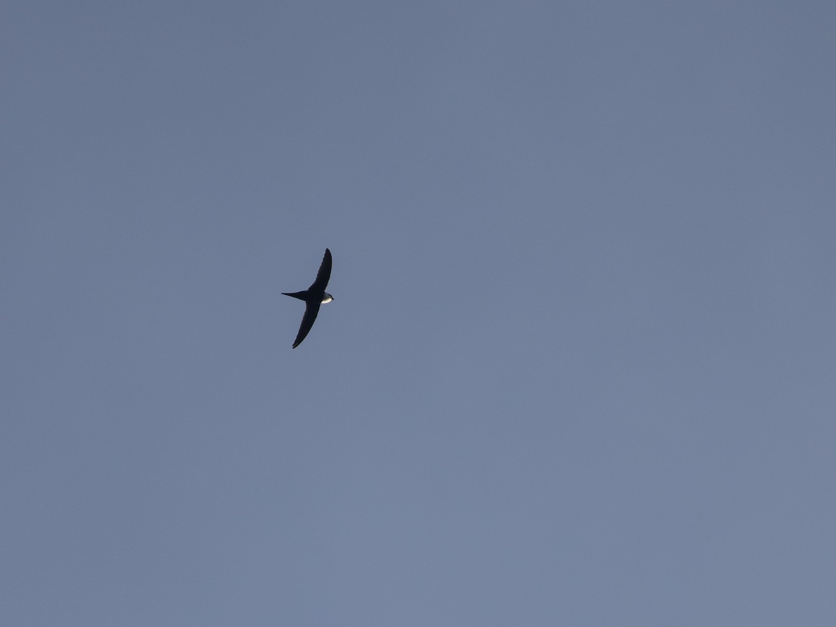 Lesser Swallow-tailed Swift - matthew sabatine