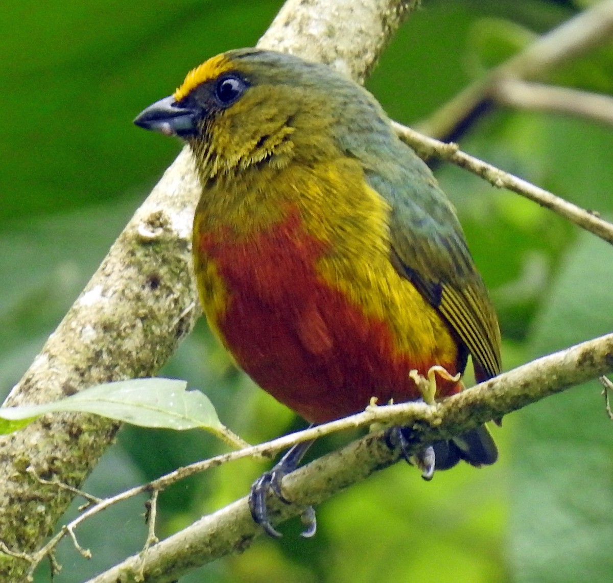 Olive-backed Euphonia - ML322324521