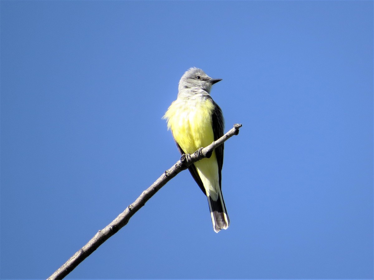 Western Kingbird - ML322324801