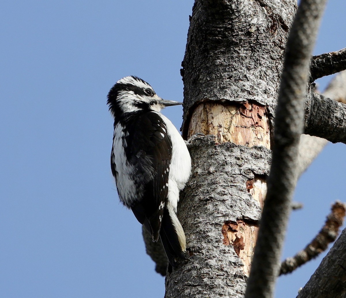 Downy Woodpecker - ML322325641