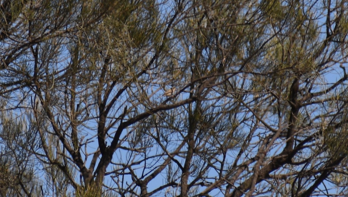 Brown-headed Honeyeater - Stephen Cox