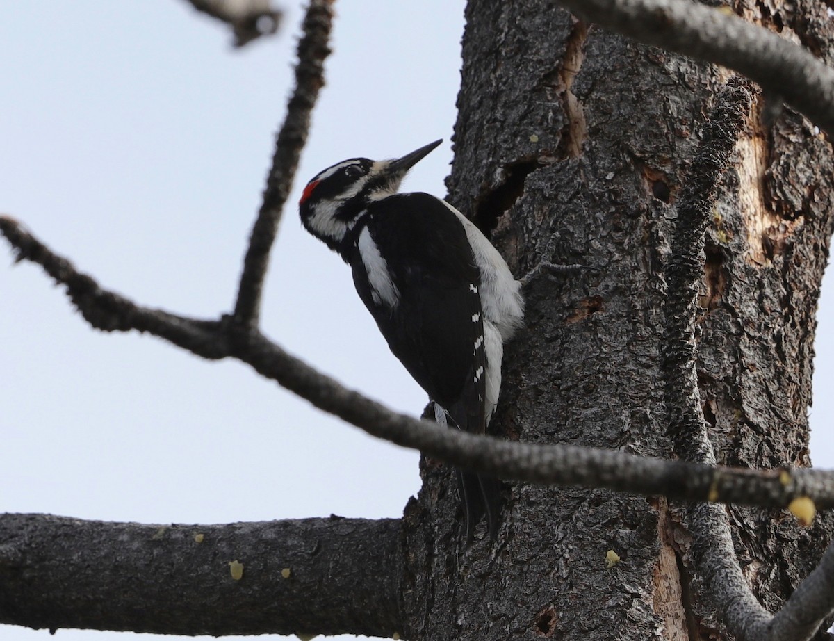 Hairy Woodpecker - ML322325681