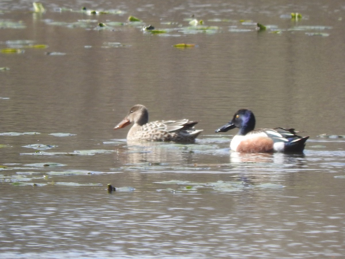 Northern Shoveler - ML322325811