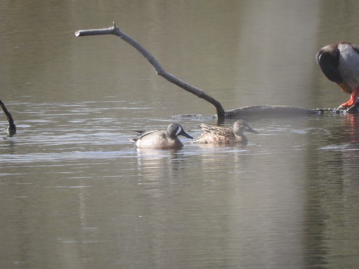 Blue-winged Teal - ML322326071