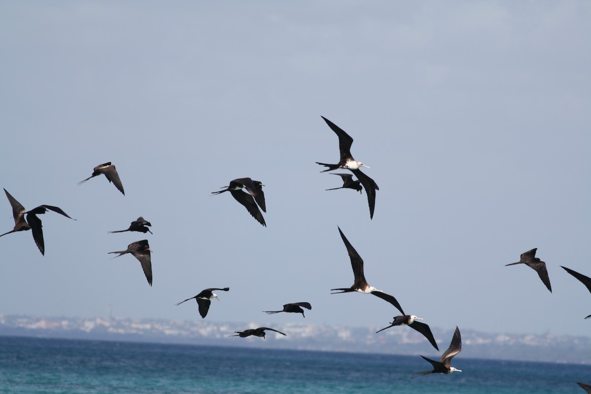 Magnificent Frigatebird - David Weber
