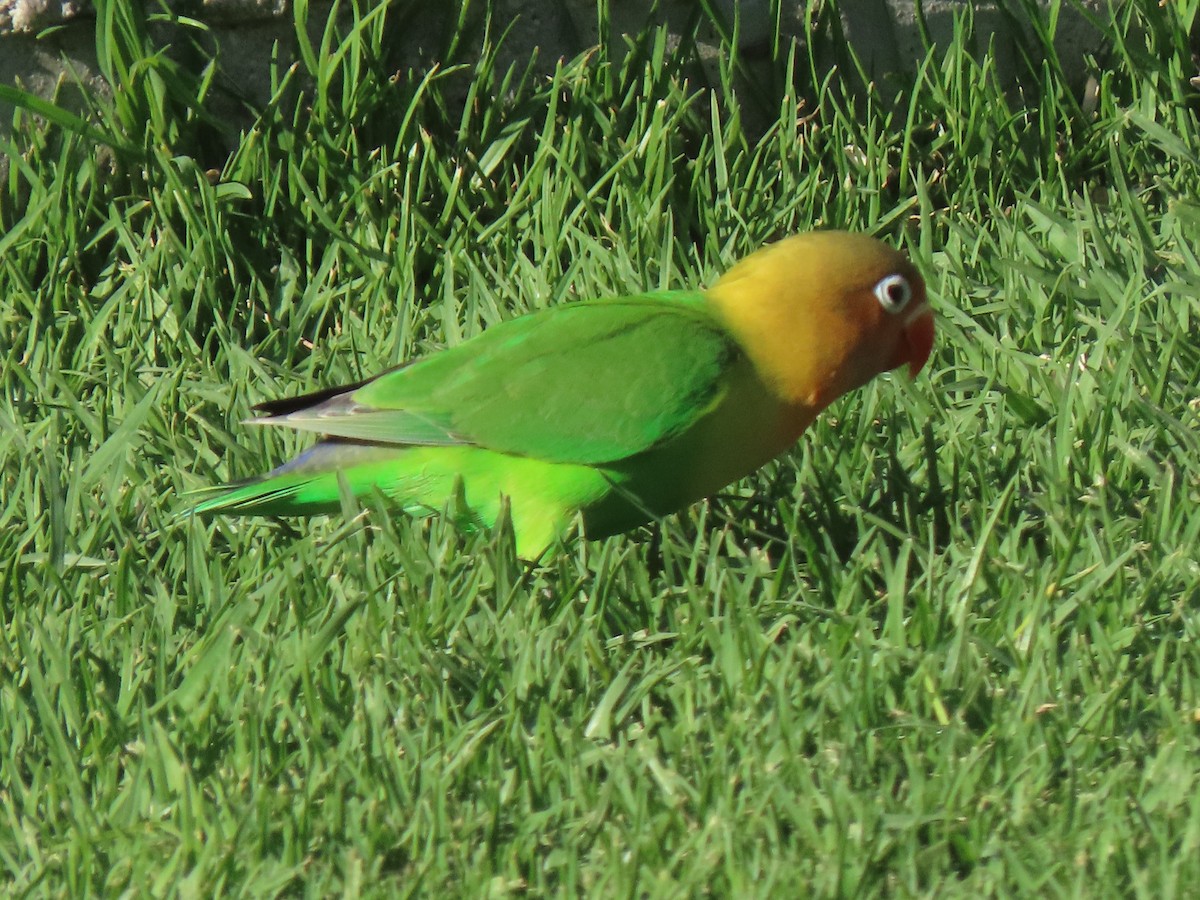 Fischer's Lovebird - ML322326141