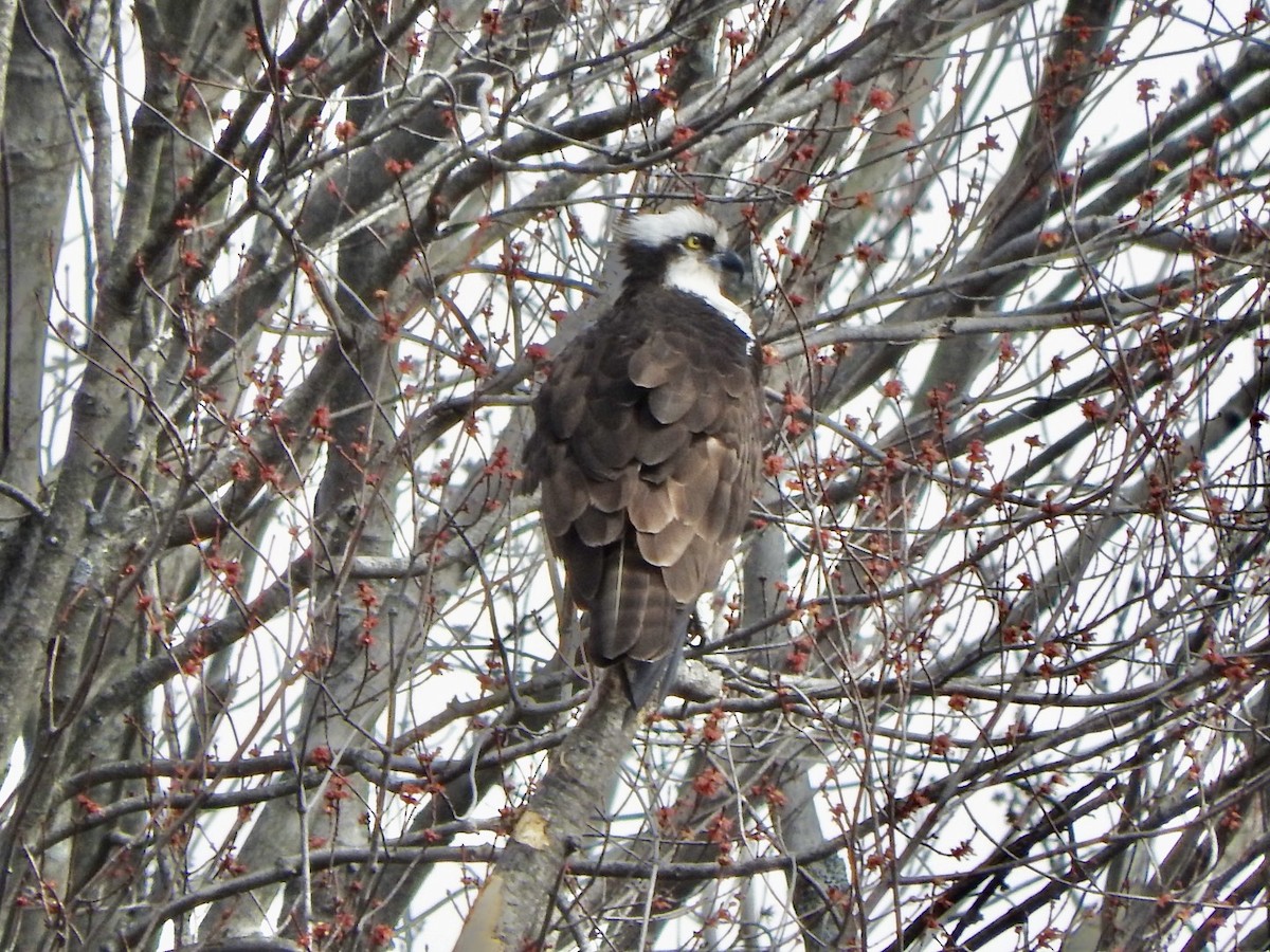 Osprey - ML322326241