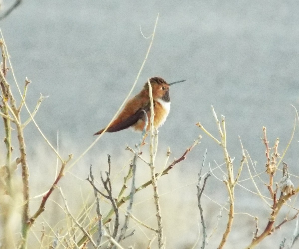 Rufous Hummingbird - ML322326461