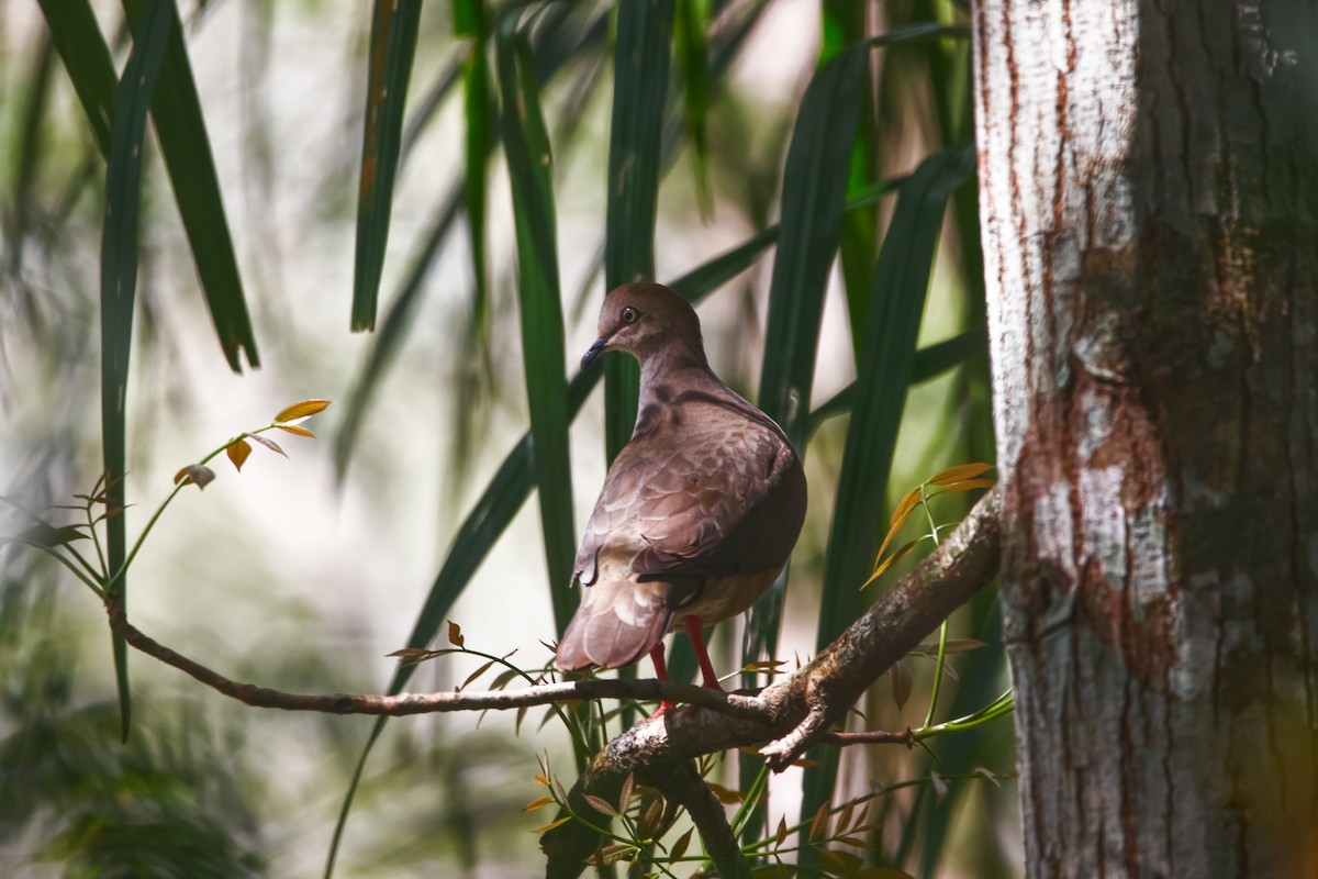 Gray-chested Dove - Isaias Morataya