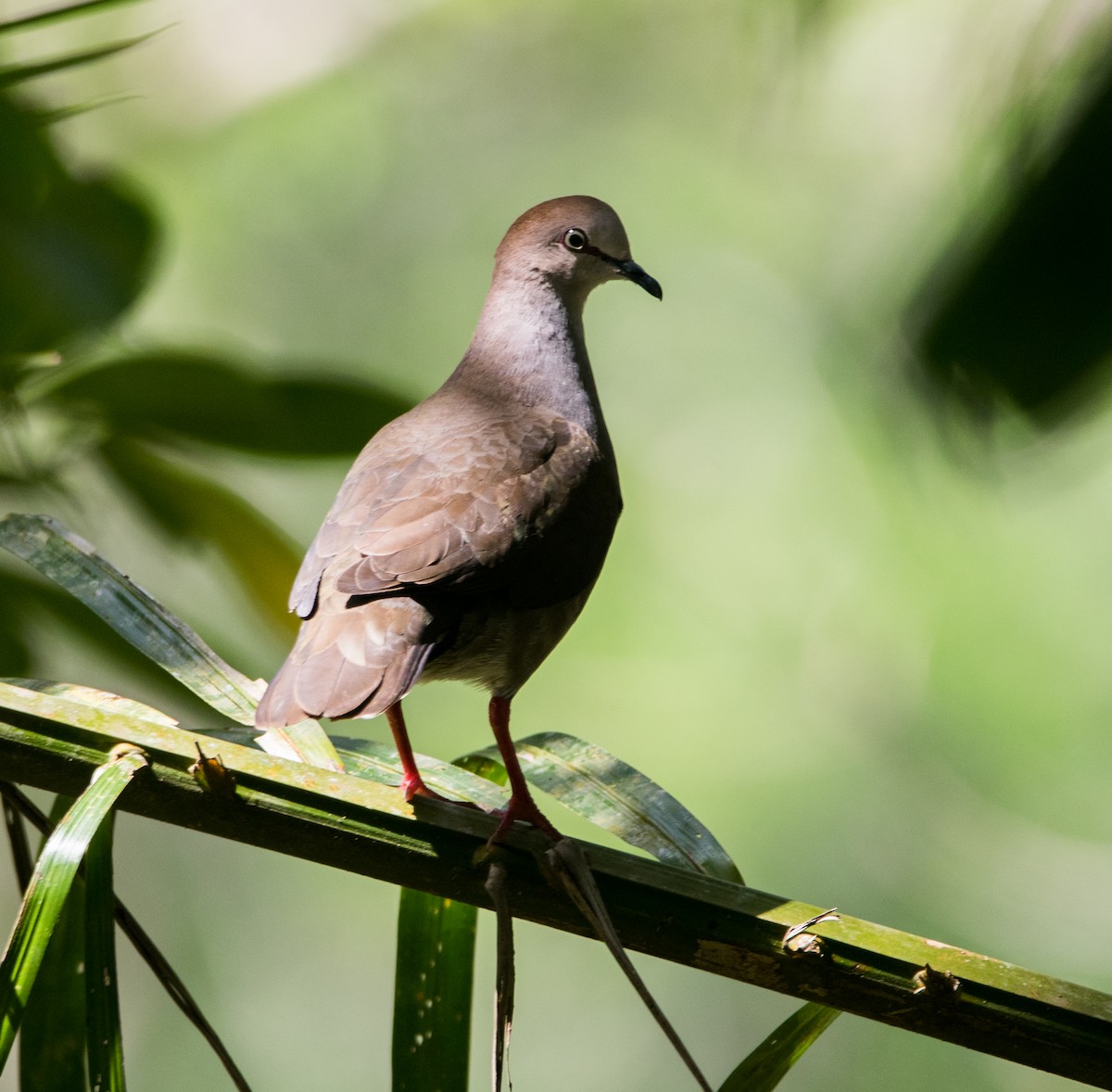 Gray-chested Dove - Isaias Morataya