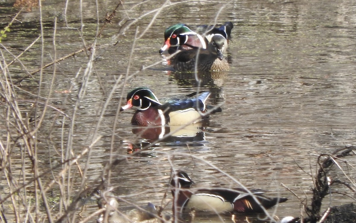 Wood Duck - ML322327111