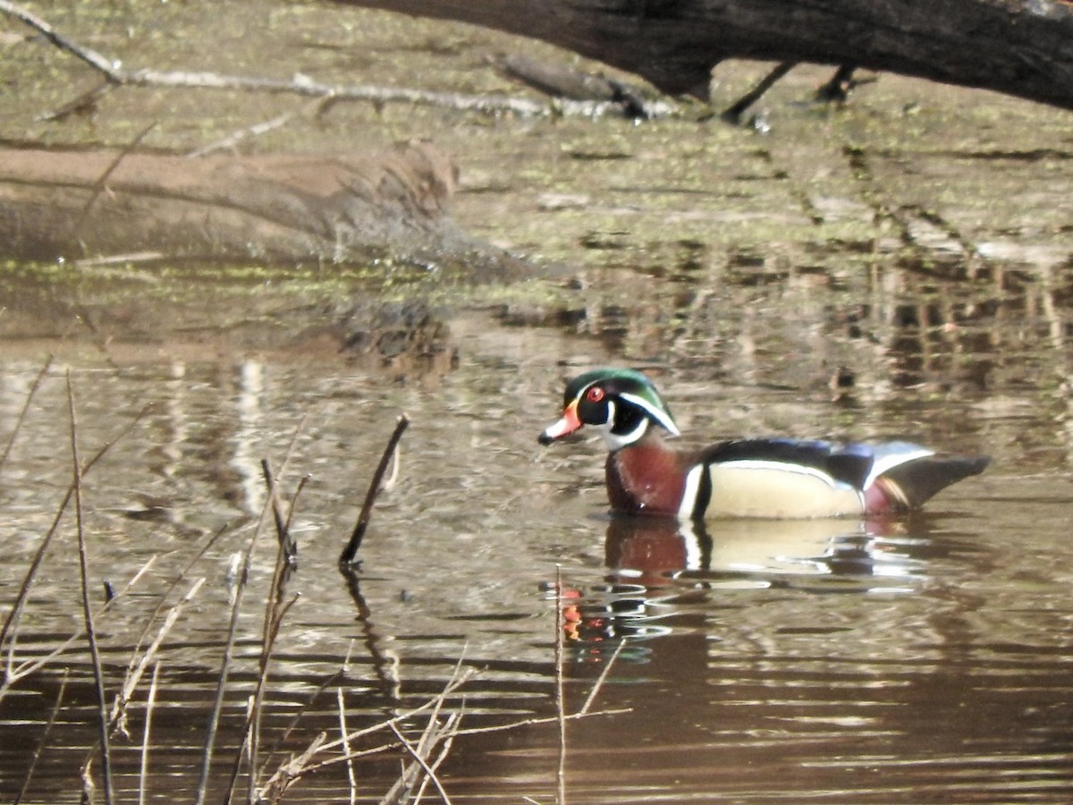 Wood Duck - ML322327131