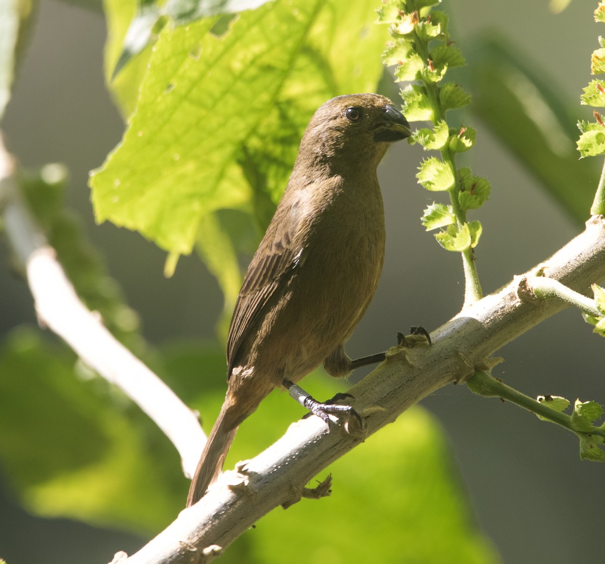 Variable Seedeater - ML322327471