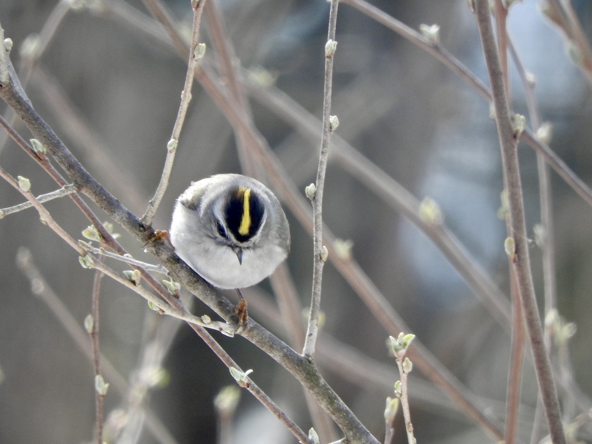 Golden-crowned Kinglet - ML322327571