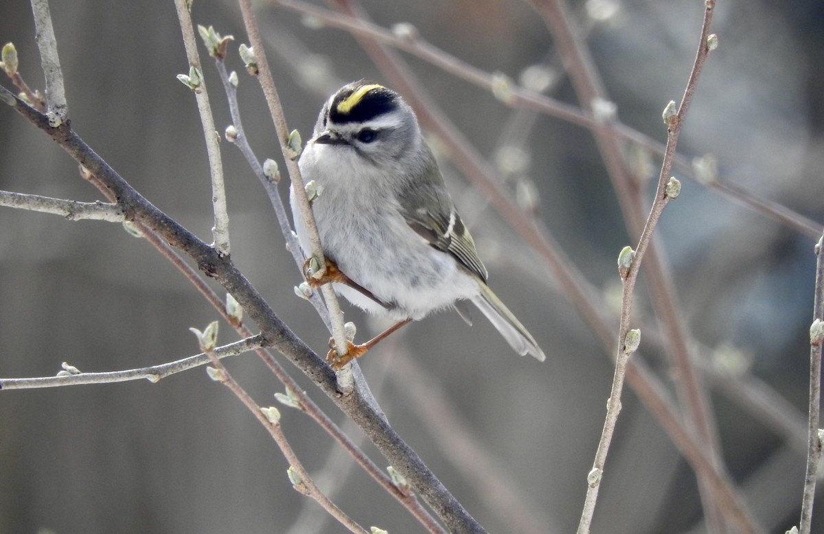 Golden-crowned Kinglet - ML322327581