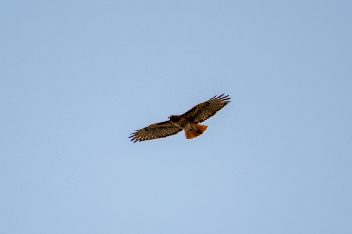 Red-tailed Hawk - ML322328031