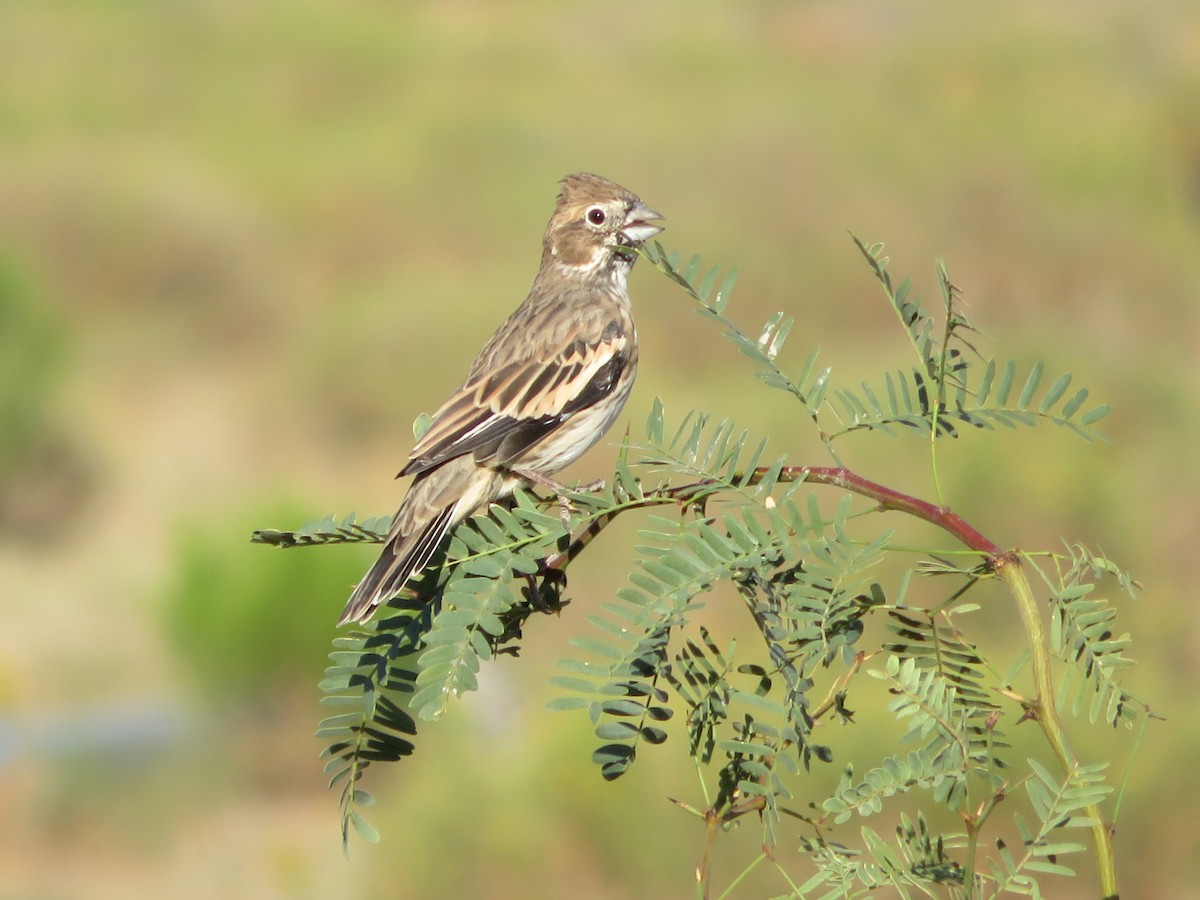 Lark Bunting - ML322328931