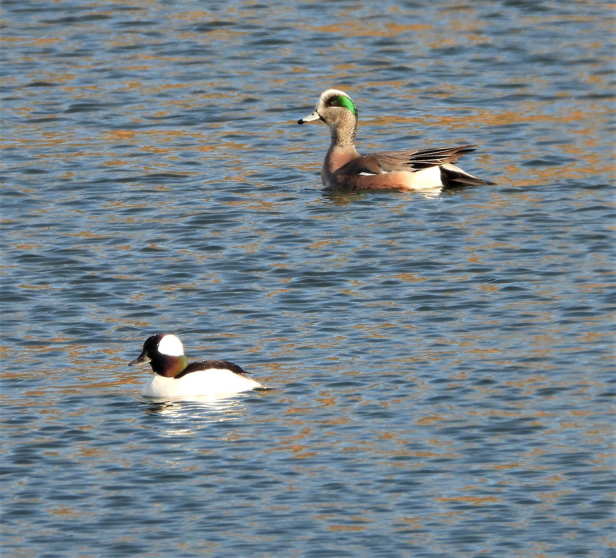 American Wigeon - ML322329101