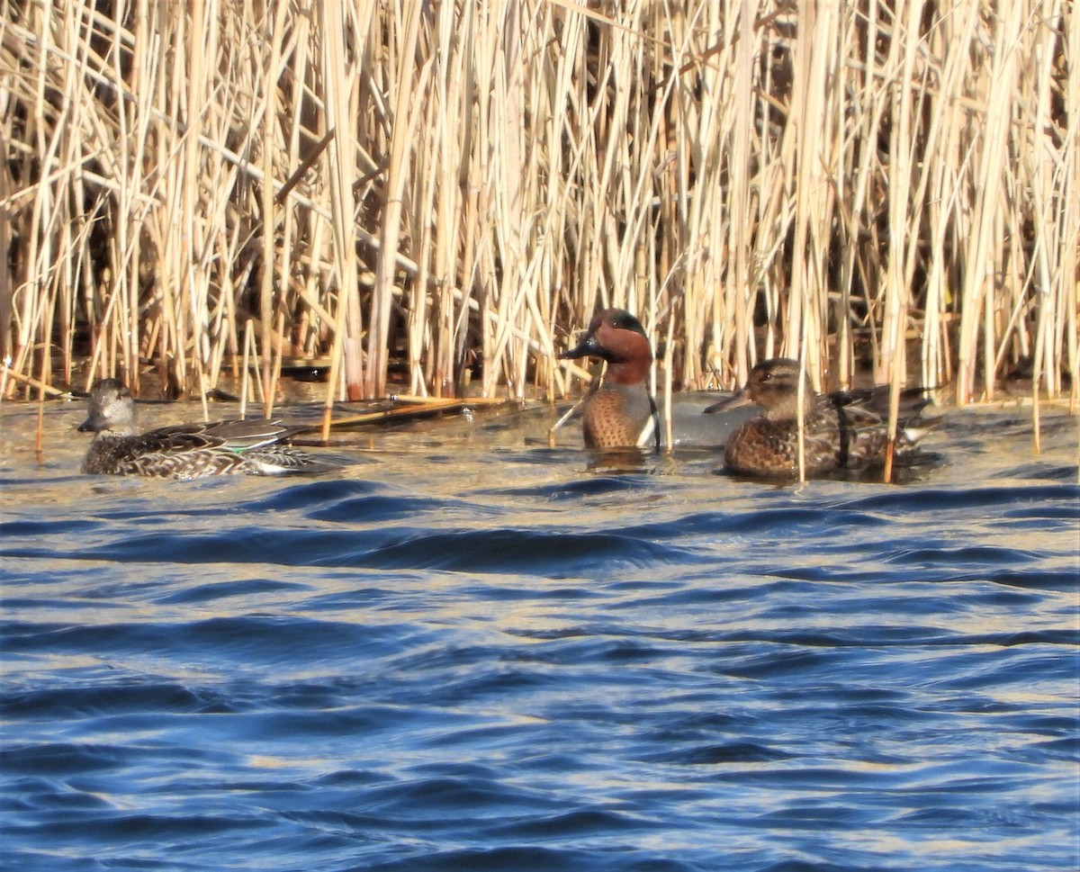 Green-winged Teal - ML322329351