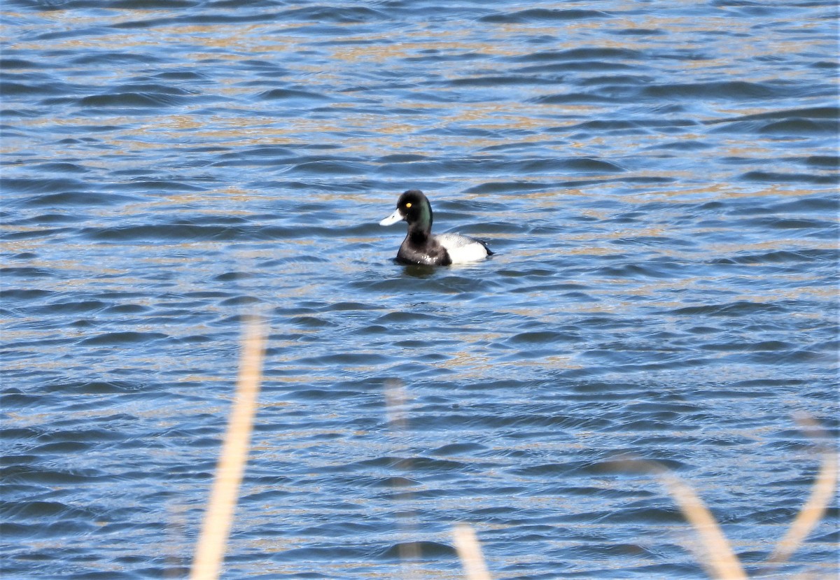 Lesser Scaup - ML322329561