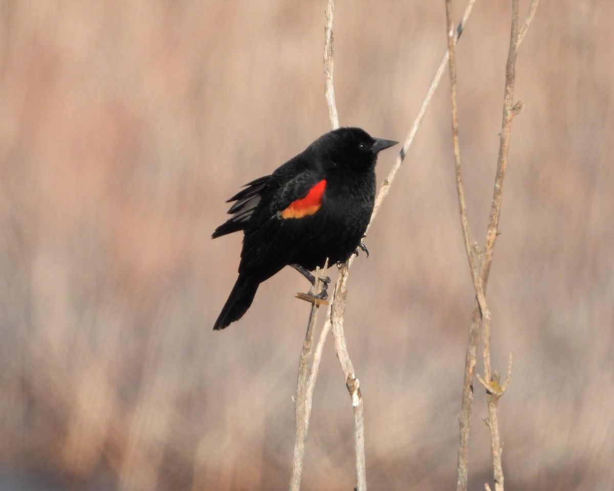 Red-winged Blackbird - ML322329831