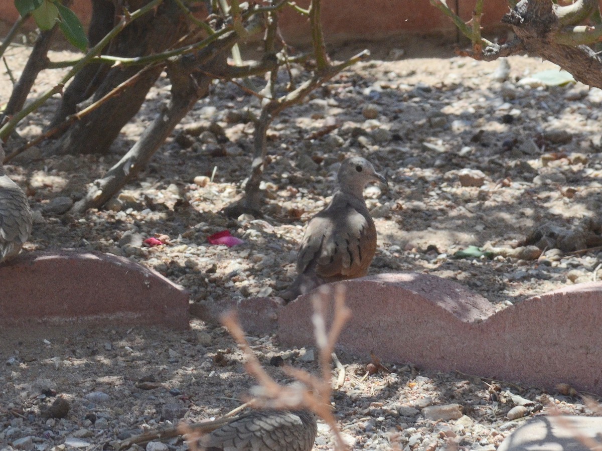 Ruddy Ground Dove - Dan Belcher