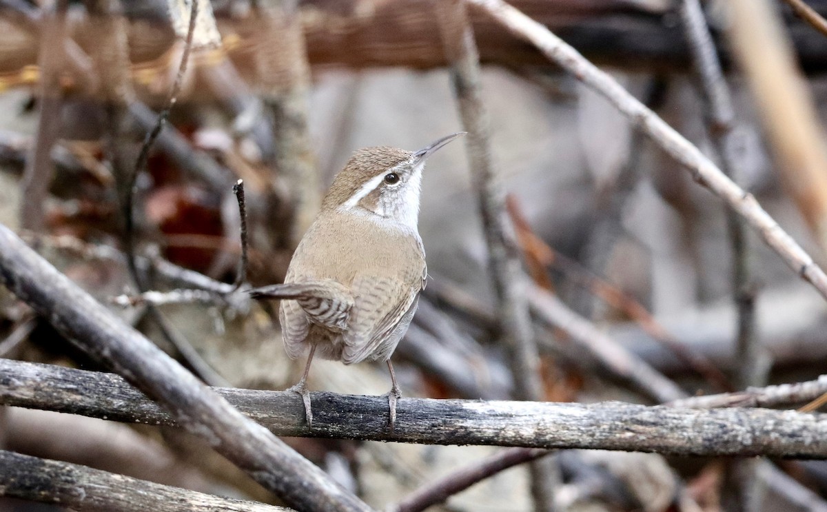 Bewick's Wren - ML322331901