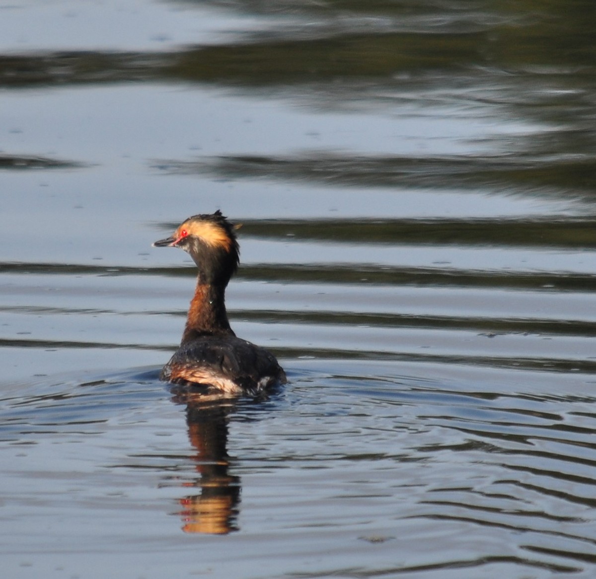 Horned Grebe - ML322334091