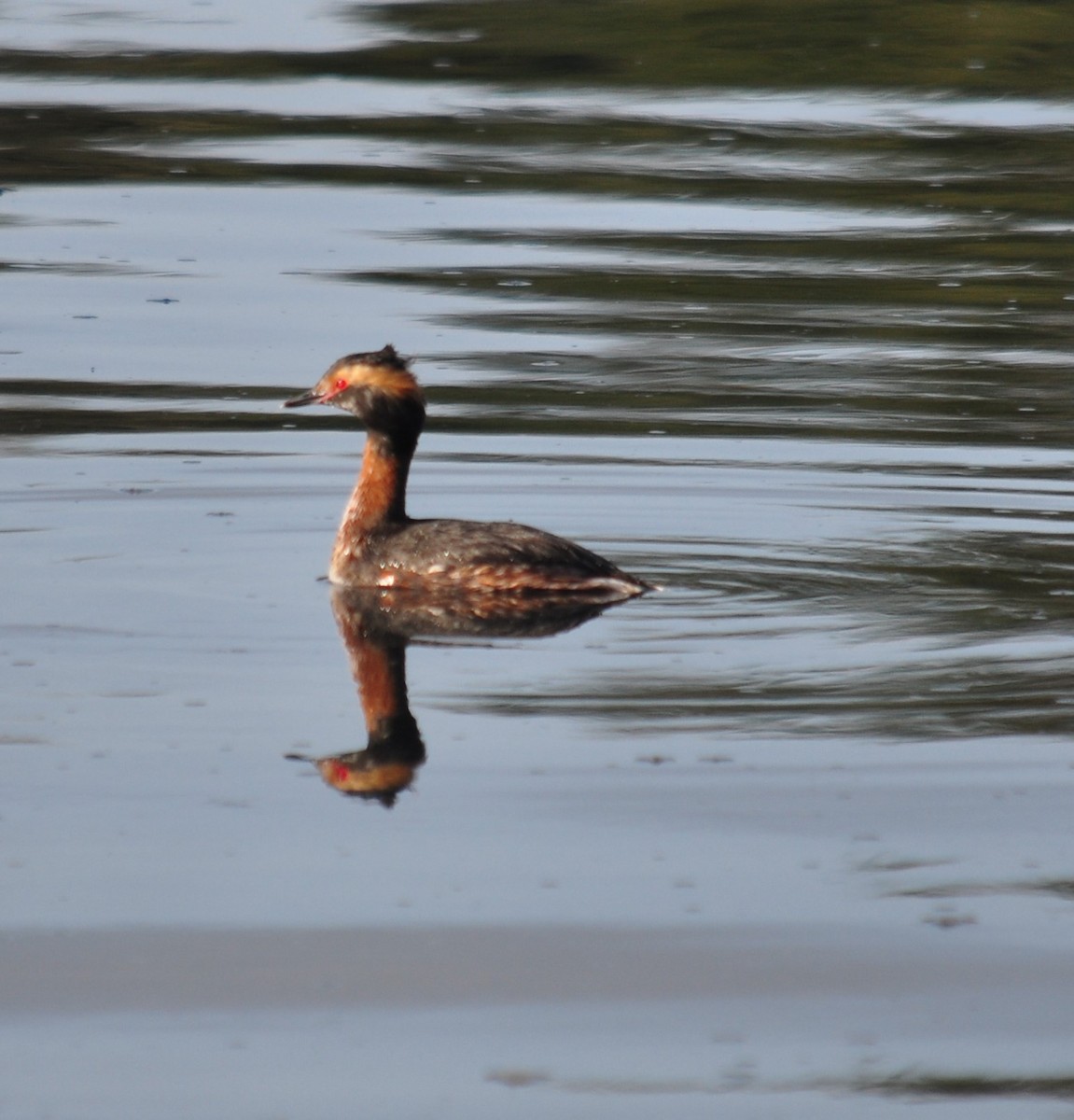 Horned Grebe - ML322334101