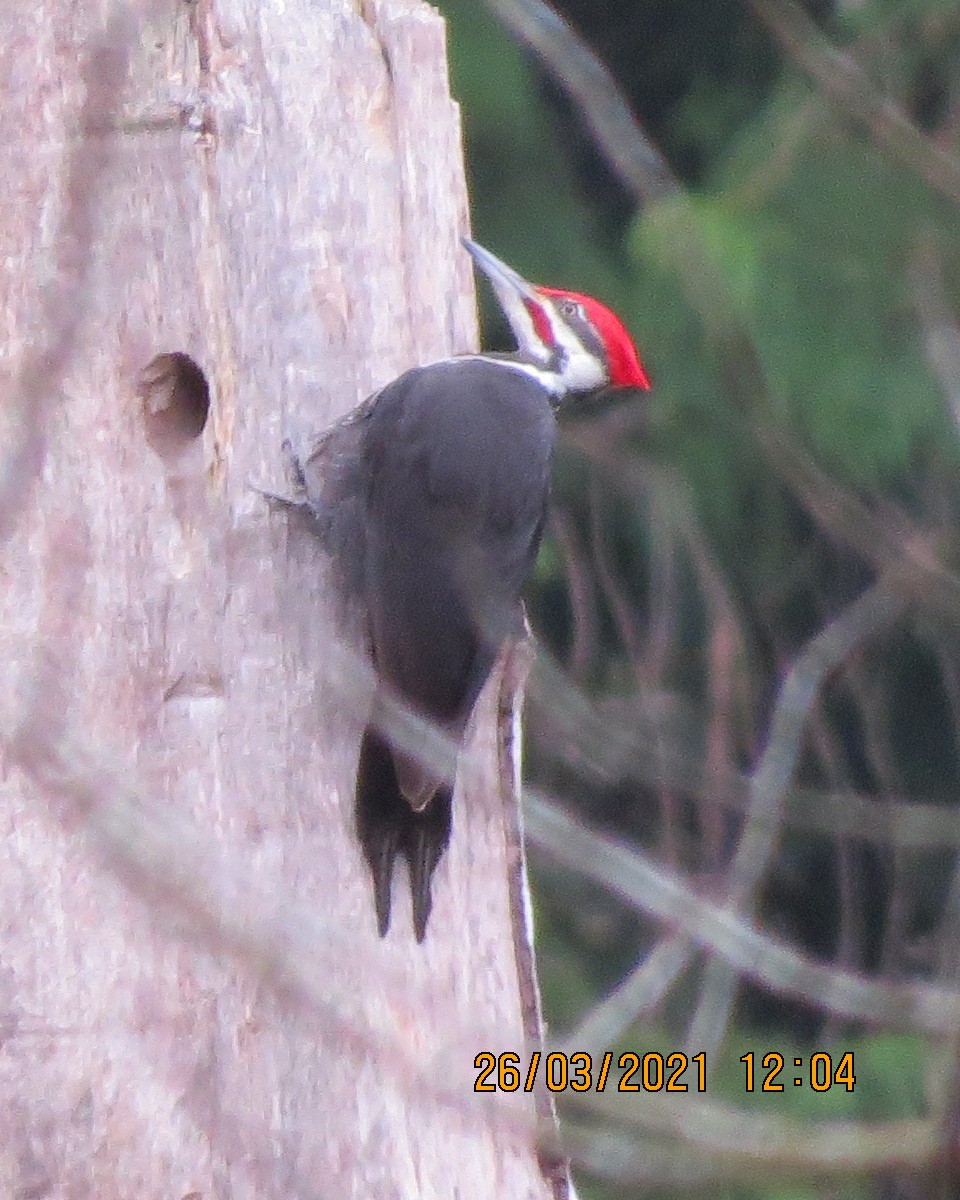 Pileated Woodpecker - ML322335761