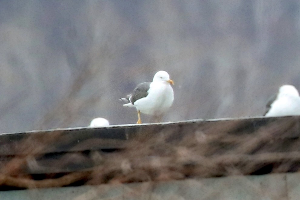 Lesser Black-backed Gull - ML322336381