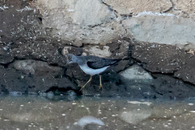 Solitary Sandpiper - ML322338671