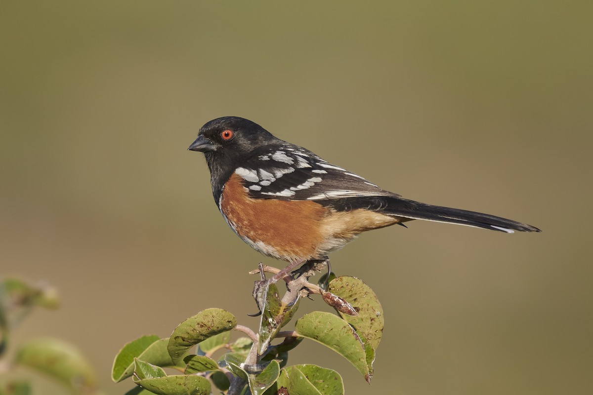 Spotted Towhee - ML322340101