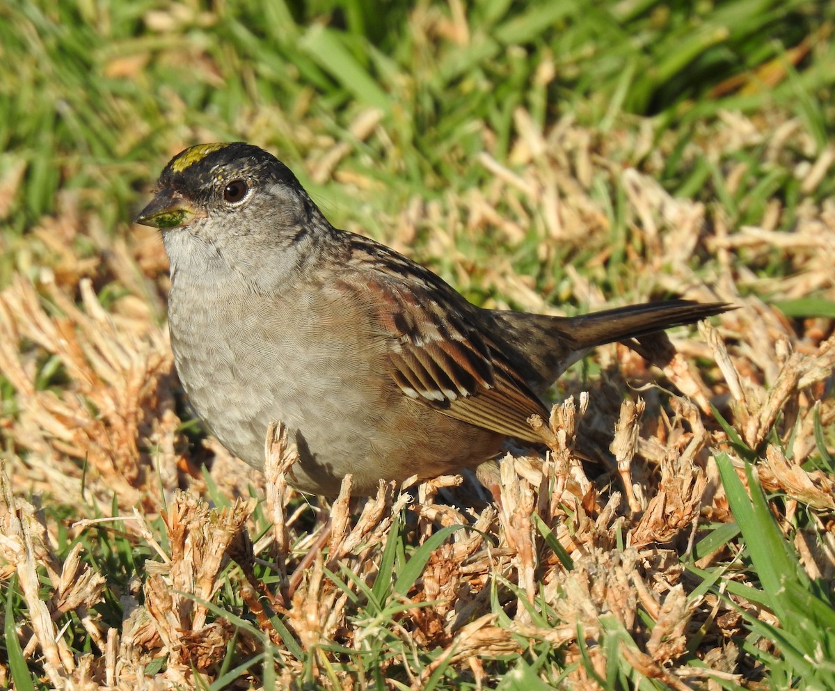 Golden-crowned Sparrow - ML322343421