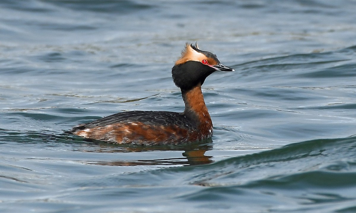 Horned Grebe - MJ OnWhidbey