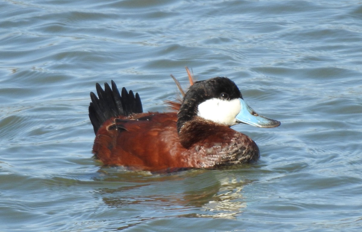 Ruddy Duck - ML322343741