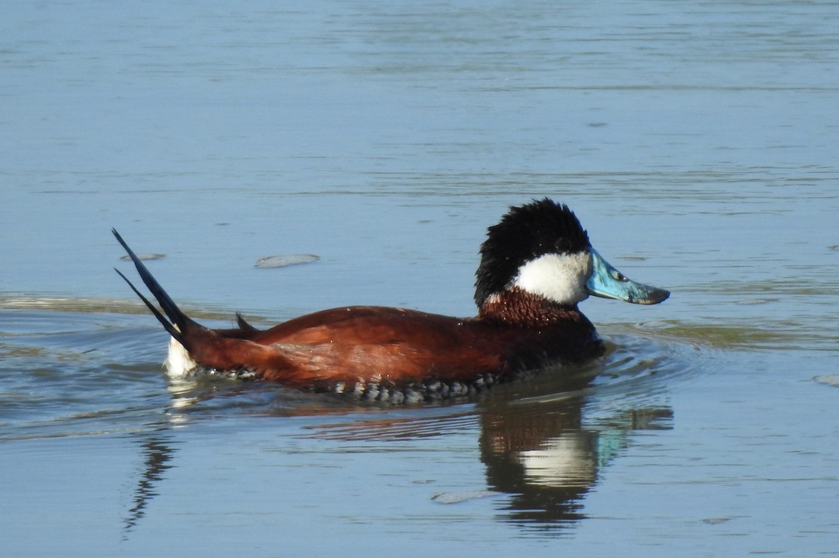 Ruddy Duck - ML322343811